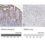 Merck Anti-MGAM antibody produced in rabbit