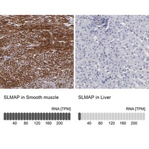 Merck Anti-SLMAP antibody produced in rabbit