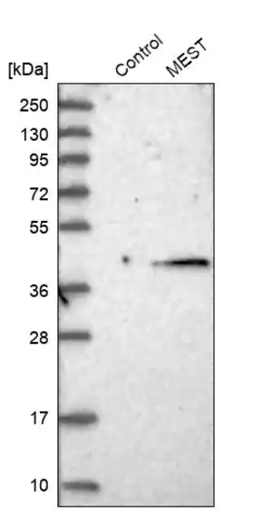 Merck Anti-MEST antibody produced in rabbit