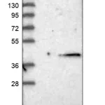 Merck Anti-MEST antibody produced in rabbit