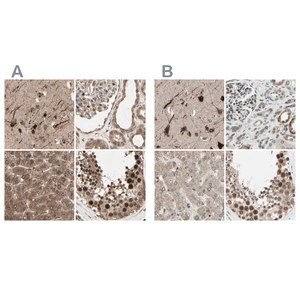 Merck Anti-MLF2 antibody produced in rabbit