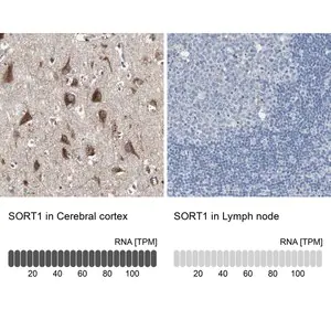 Merck Anti-SORT1 antibody produced in rabbit