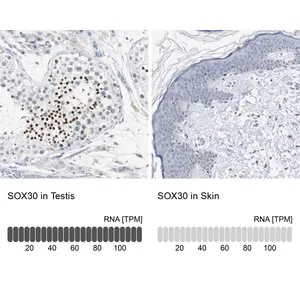 Merck Anti-SOX30 antibody produced in rabbit