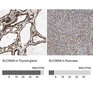 Merck Anti-SLC39A9 antibody produced in rabbit