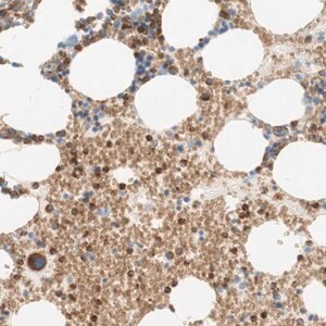 Merck Anti-STOM antibody produced in rabbit