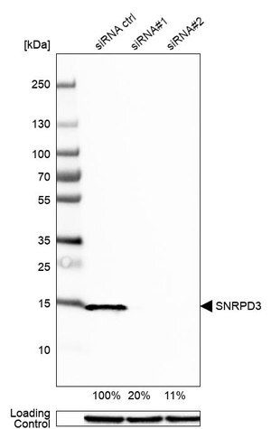 Merck Anti-SNRPD3 antibody produced in rabbit