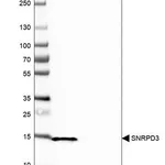 Merck Anti-SNRPD3 antibody produced in rabbit