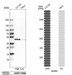 Merck Anti-SPARC antibody produced in rabbit