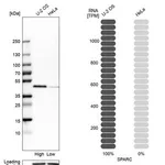 Merck Anti-SPARC antibody produced in rabbit
