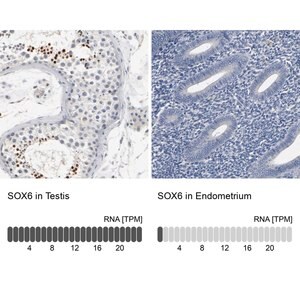 Merck Anti-SOX6 antibody produced in rabbit