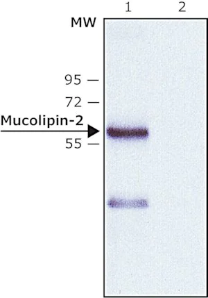 Merck Anti-Mucolipin-2 (C-terminal) antibody produced in rabbit