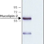 Merck Anti-Mucolipin-2 (C-terminal) antibody produced in rabbit