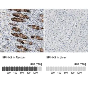 Merck Anti-SPINK4 antibody produced in rabbit