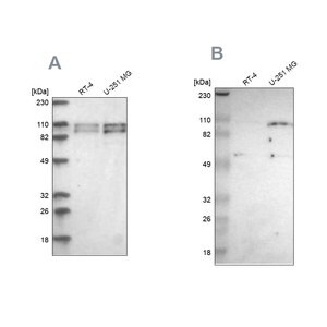 Merck Anti-STRN3 antibody produced in rabbit
