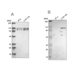 Merck Anti-STRN3 antibody produced in rabbit