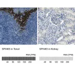 Merck Anti-SPINK5 antibody produced in rabbit