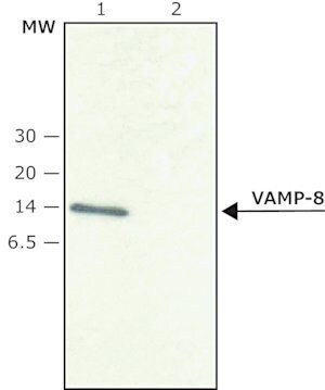 Merck Anti-VAMP-8 antibody produced in rabbit