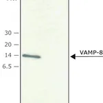 Merck Anti-VAMP-8 antibody produced in rabbit