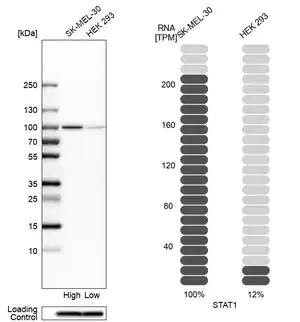 Merck Anti-STAT1 antibody produced in rabbit