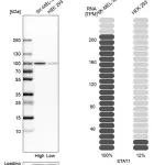 Merck Anti-STAT1 antibody produced in rabbit
