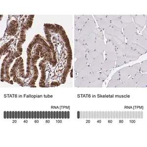 Merck Anti-STAT6 antibody produced in rabbit