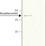Merck Anti-Doublecortin (N-terminal) antibody produced in rabbit