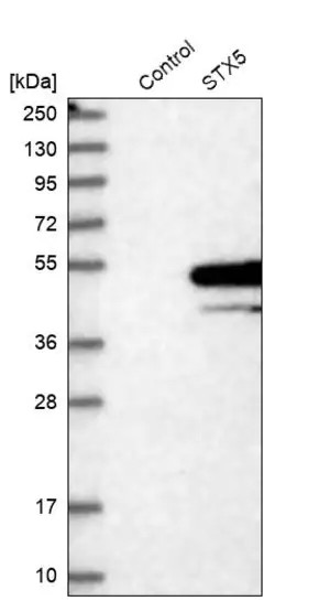 Merck Anti-STX5 antibody produced in rabbit