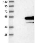 Merck Anti-STX5 antibody produced in rabbit