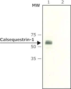 Merck Anti-Calsequestrin-1 antibody produced in rabbit