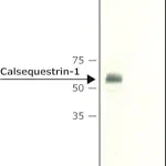 Merck Anti-Calsequestrin-1 antibody produced in rabbit