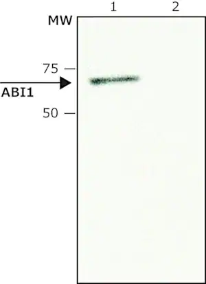 Merck Anti-ABI1 antibody produced in rabbit