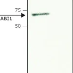 Merck Anti-ABI1 antibody produced in rabbit