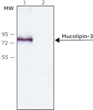 Merck Anti-Mucolipin-3 (C-terminal) antibody produced in rabbit