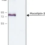 Merck Anti-Mucolipin-3 (C-terminal) antibody produced in rabbit