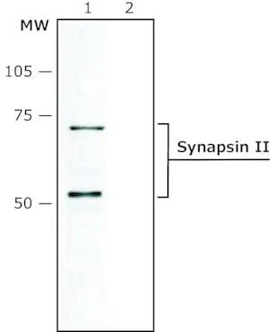 Merck Anti-Synapsin II antibody produced in rabbit
