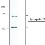Merck Anti-Synapsin II antibody produced in rabbit