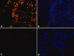 Merck Anti-MNK2 (N-terminal) antibody produced in rabbit