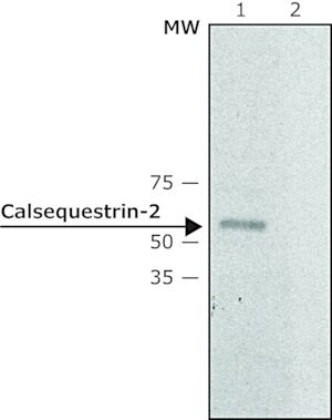 Merck Anti-Calsequestrin-2 antibody produced in rabbit