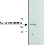 Merck Anti-Calsequestrin-2 antibody produced in rabbit