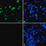 Merck Anti-Histone Deacetylase 4 (HDAC4) (DM-15) antibody produced in rabbit
