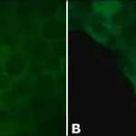 Merck Anti-l-Afadin antibody produced in rabbit