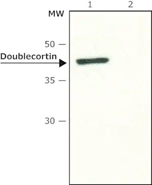 Merck Anti-Doublecortin antibody produced in rabbit