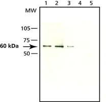 Merck Anti-Seladin-1 antibody produced in rabbit