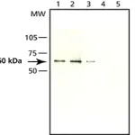 Merck Anti-Seladin-1 antibody produced in rabbit