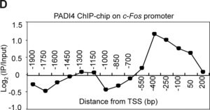 Merck Anti-PADI4 (N-terminal) antibody produced in rabbit