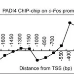 Merck Anti-PADI4 (N-terminal) antibody produced in rabbit