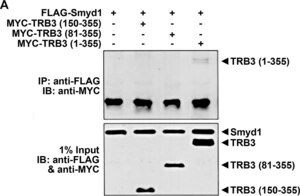 Merck Anti-TRB3 (N-terminal) antibody produced in rabbit