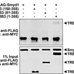 Merck Anti-TRB3 (N-terminal) antibody produced in rabbit
