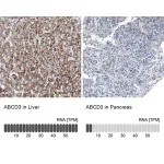 Merck Monoclonal Anti-ABCD3 antibody produced in mouse