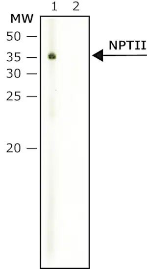 Merck Anti-NPTII antibody produced in rabbit